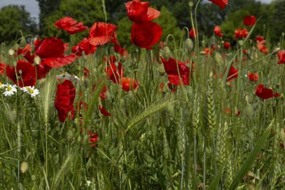 Close-up of red poppy flowers on field