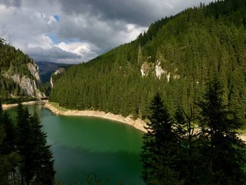 Scenic view of pine trees by lake against sky