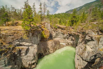 Scenic view of river amidst trees against sky