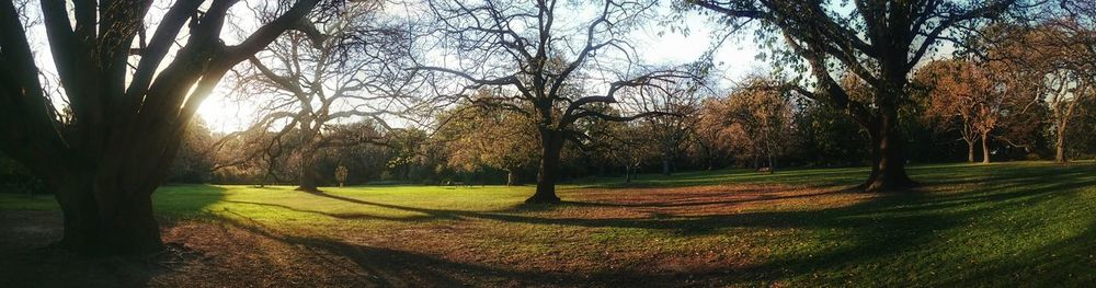 Trees on grassy field