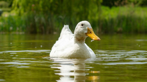 Duck swimming in lake