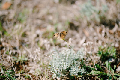 Close-up of butterfly on flower