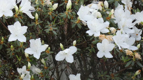 High angle view of white flowering plants on field