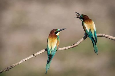 Bird perching on branch