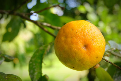 Close-up of apple on tree