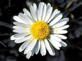 Close-up of white daisy flower