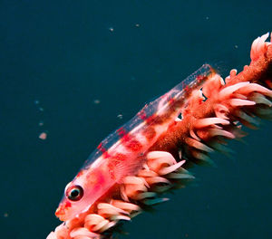 View of fish swimming in sea