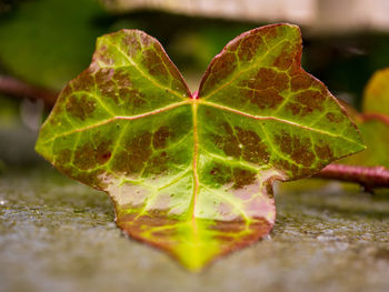 Close-up of green leaf