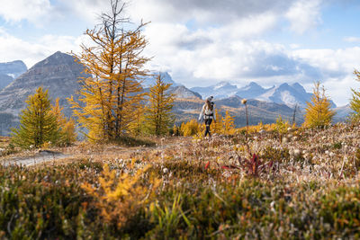 Hiking healey pass near egypt lakes in banff during autumn