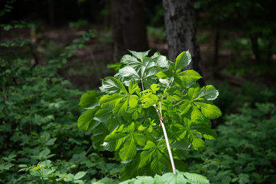 Close-up of green plant