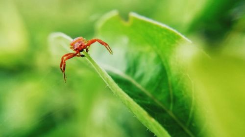 Close-up of insect on plant