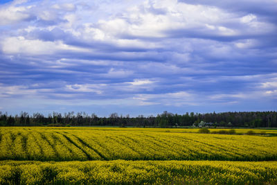 Scenic view of field against sky