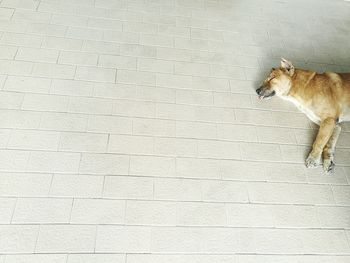 Dog on wall