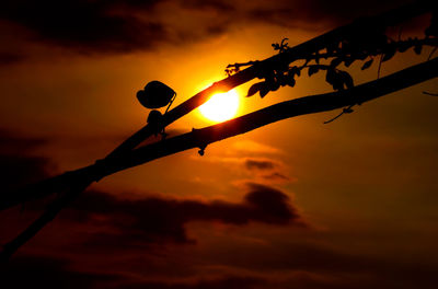 Silhouette of barbed wire at sunset