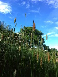 Plants against sky