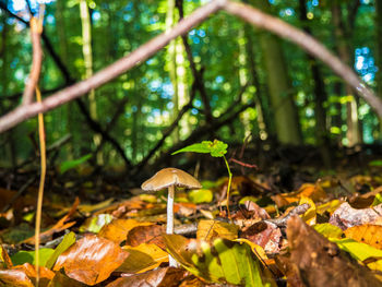 Close-up of mushroom growing in forest