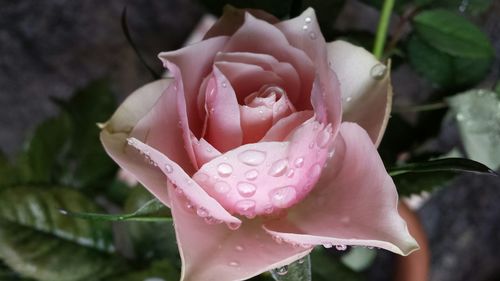 Close-up of pink rose blooming in park