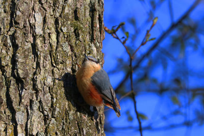 Bird perching on a tree