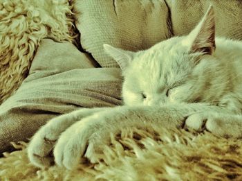 Cat sleeping on bed