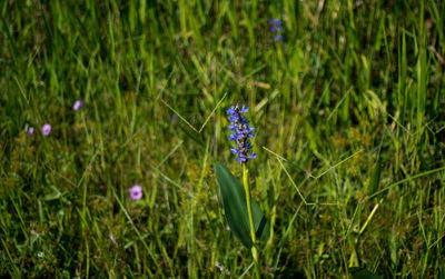 Purple flowers growing in field