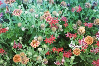 Close-up of red flowers