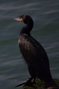 Close-up of bird perching on a lake