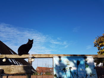 View of a cat sitting against the sky