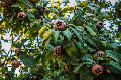 Low angle view of tree