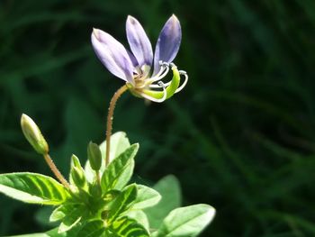 Close-up of purple flowering plant