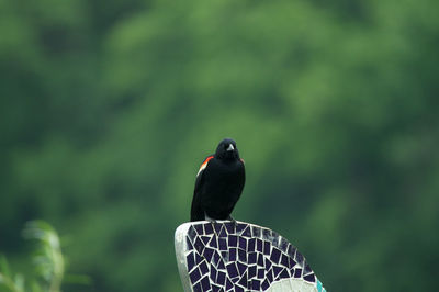 Red winged black bird