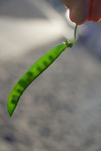 Close-up of hand holding leaf