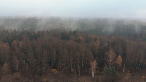 Panoramic shot of trees in forest against sky