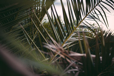 Close-up of palm tree