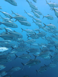 Fish swimming in sea