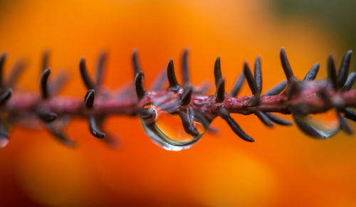 Close-up of orange metal