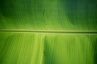 Full frame shot of green leaf