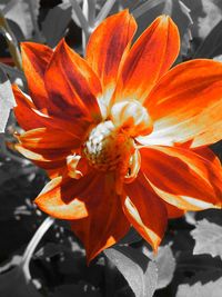 Close-up of orange flower blooming outdoors