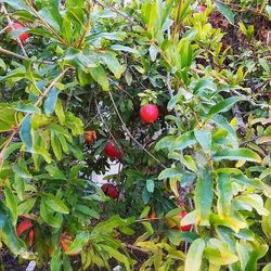 Close-up of plant growing on tree