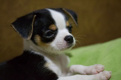 Close-up portrait of a dog