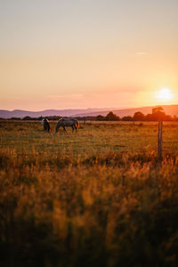 View of horses grazing in field during sunset