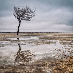 Bare tree on landscape against sky