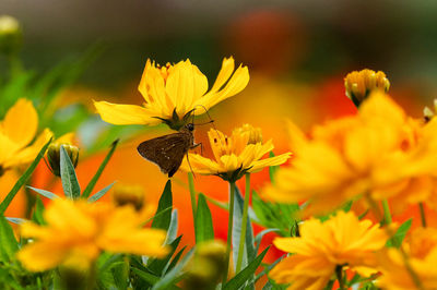 Close-up of butterfly pollinating on yellow flower