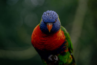 Close-up of a parrot