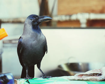 Close-up of raven perching on feeder