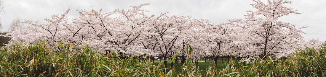 Close-up of cherry blossom against sky