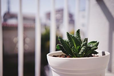 Close-up of potted plant