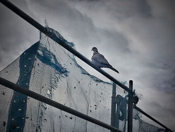 Low angle view of bird perching on pole against sky