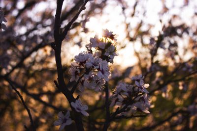 Close-up of cherry blossoms in spring