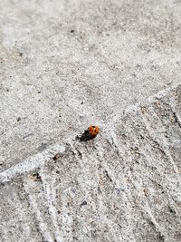 High angle view of ladybug on sand