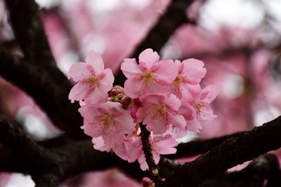 Close-up of pink cherry blossom